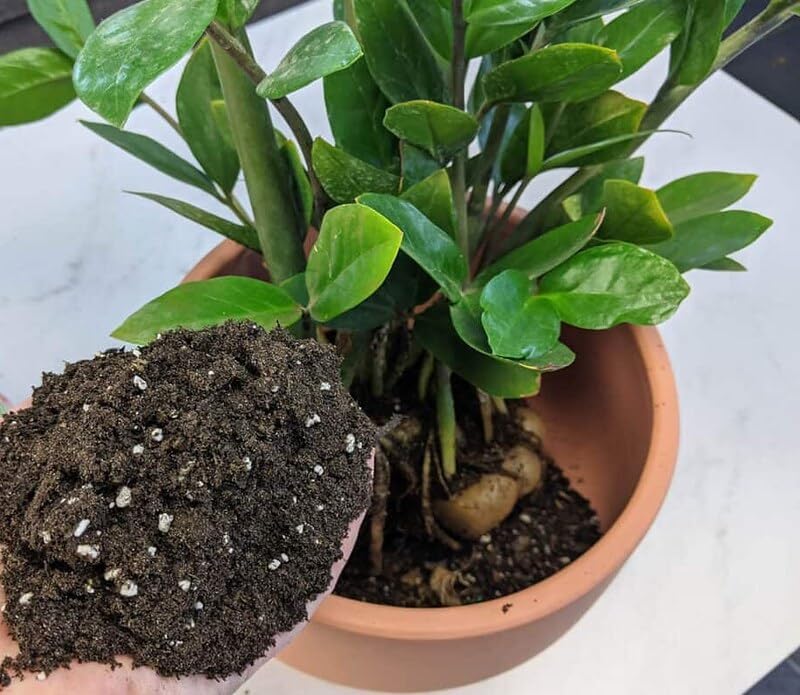 Gardenera Zamioculcas Potting Mix - Promote Strong Roots and Captivating Foliage with Our Premium