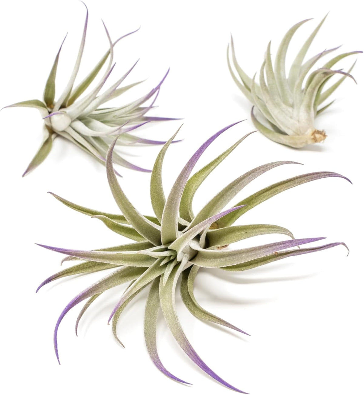 Purple Colorful Tillandsia Air Plants - Long Lasting Color Enhanced Live Tillandsia Succulent House