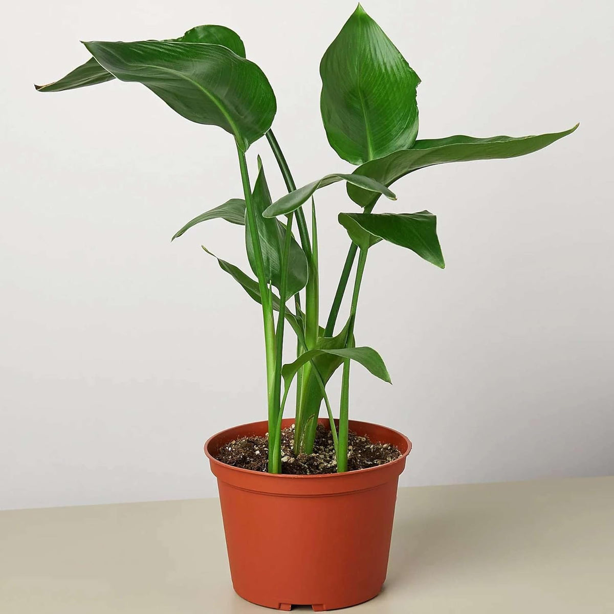 White Bird of Paradise Strelitzia Nicolai Live Plant for Indoor | Different Houseplants in 4'' &