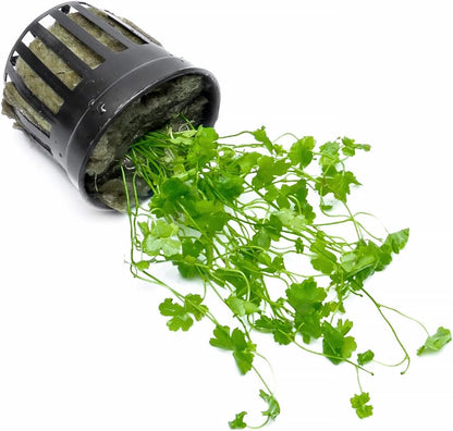 SubstrateSource Live Aquarium Stem Plants - Freshwater Aquatic Plant for Fish Tanks, Aquascaping