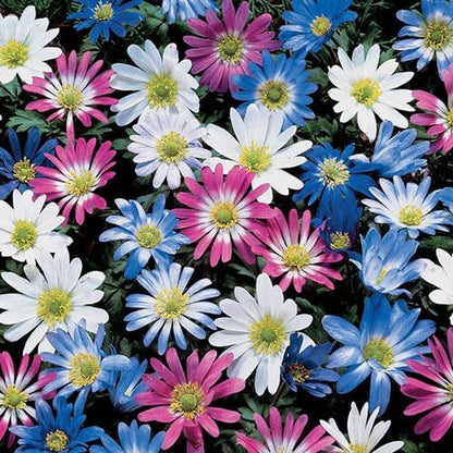 Anemone Blanda Mix Bulbs for Planting - Perennial, Attracts Bees & Showy Flowers | Blooms in Mid