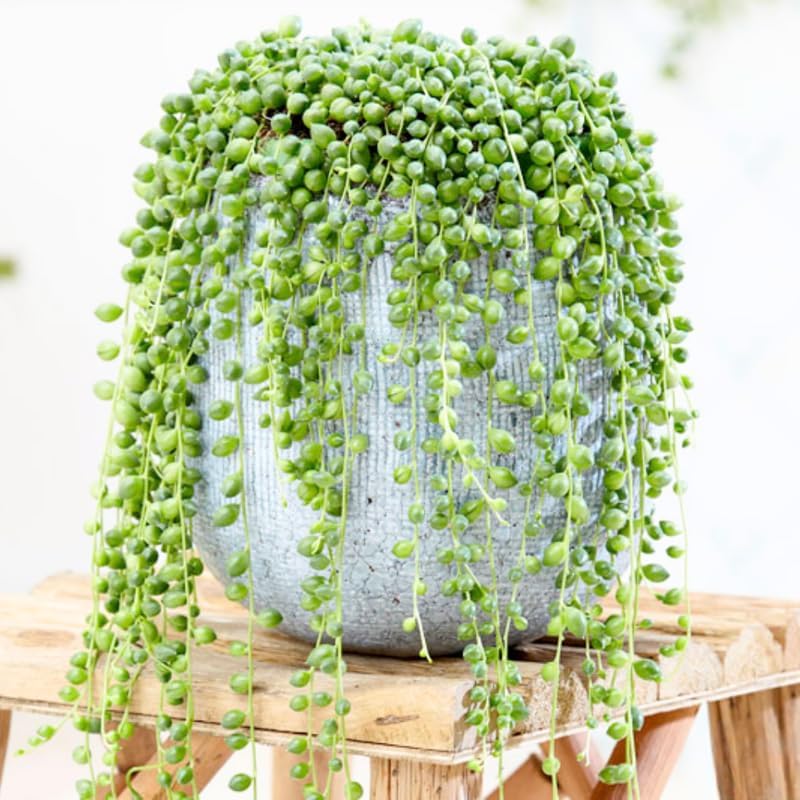 String of Pearls Plant Live, Trailing Succulent Vine, Rare Live Indoor Plant in Pot