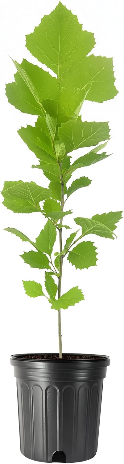 American Sycamore | 1 Large Gallon Size Tree | Platanus occidentalis | Fast-Growing Shade Plants |