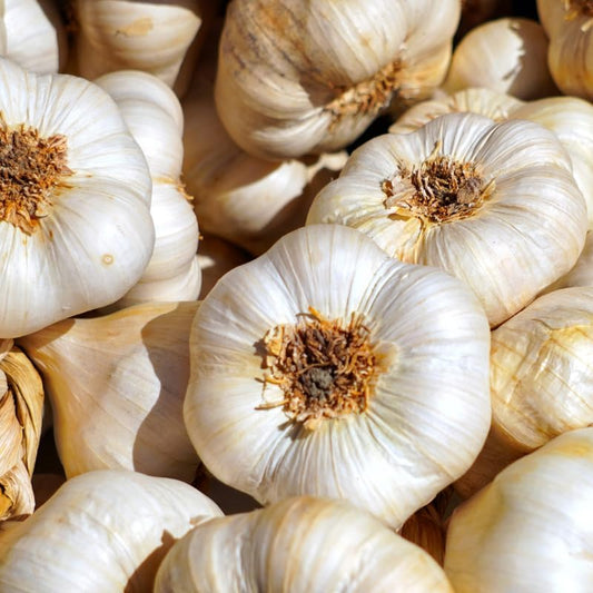 1 Pound Garlic for Planting in Fall Hardneck, 8-10 White Garlic Bulbs for Planting, Fresh and High