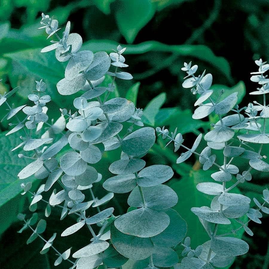 Park Seed Grow Your Own Eucalyptus Seeds Plant, Perfect for Indoor Growing and Spring Garden
