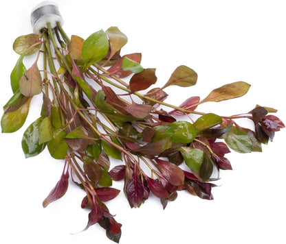 SubstrateSource Live Aquarium Stem Plants - Freshwater Aquatic Plant for Fish Tanks, Aquascaping