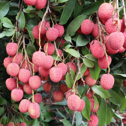 Lychee Tree Live Plant, 4 Inch Pot, 6 to 8 Inch Tall Tropical Lychee Fruit Tree