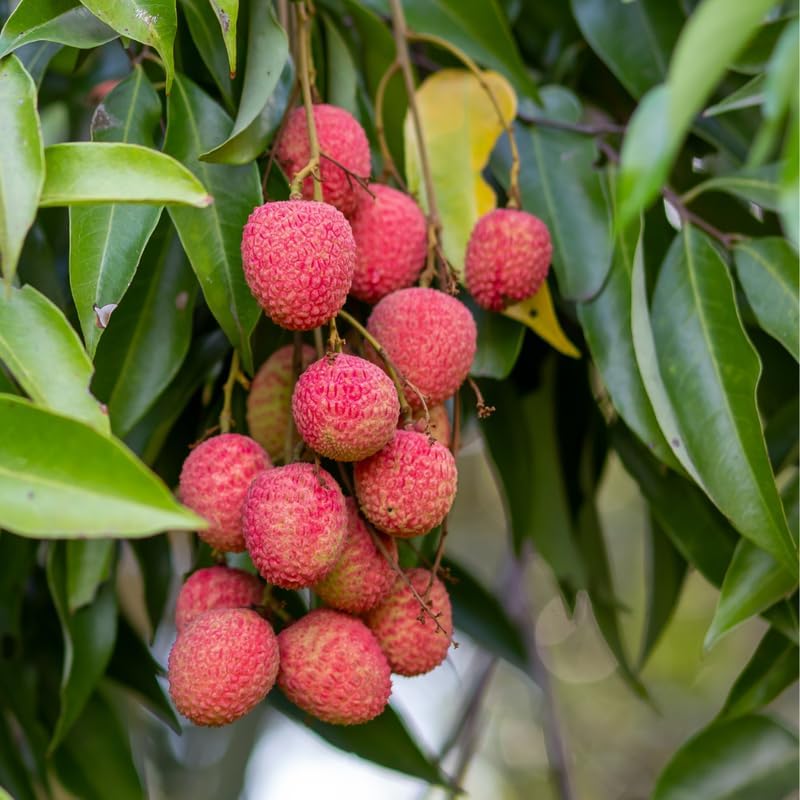 Lychee Tree Live Plant, 4 Inch Pot, 6 to 8 Inch Tall Tropical Lychee Fruit Tree