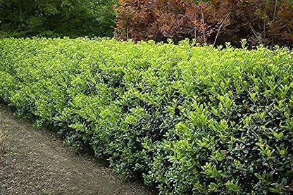 Burfordi Holly | 5 Quart Size Plants | Ilex Cornuta | Fast Growing Evergreen Shrubs, Privacy Hedge