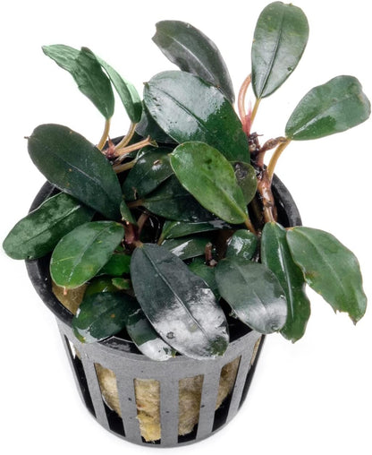 SubstrateSource Bucephalandra Kedagang Round Potted Live Aquarium Plant - Natural Freshwater Fish