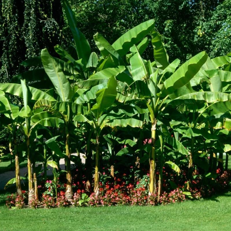 Basjoo Banana Plant Live, 4-6" Tall Well-Rooted for Indoor Tropical Displays, Cold Hardy Banana