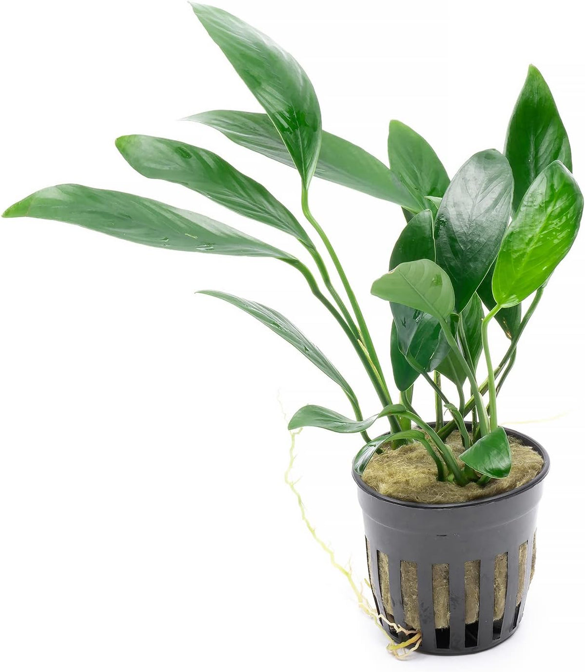 SubstrateSource Anubias Live Aquarium Plants - Potted Freshwater Plant for Fish Tanks, Terrariums
