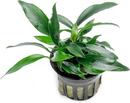 SubstrateSource Anubias Live Aquarium Plants - Potted Freshwater Plant for Fish Tanks, Terrariums
