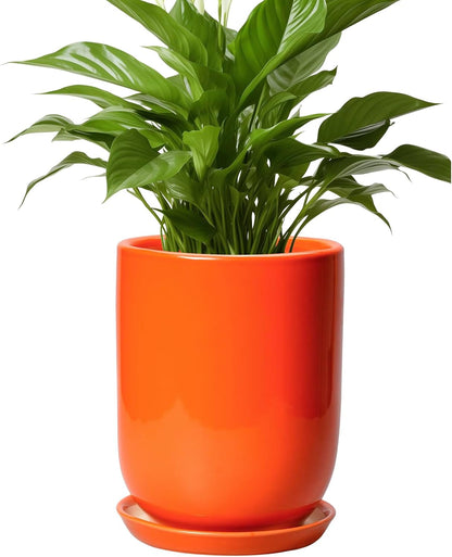 Ceramic Planter - 8 Inch Plant Pot with Drainage Hole and Saucer, Cylinder Round Modern Flower Pot