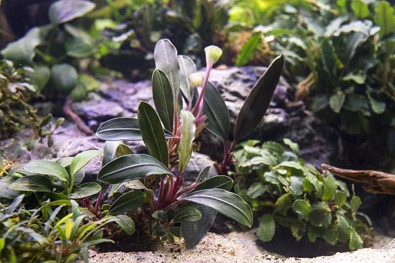 SubstrateSource Bucephalandra Pink Lady Potted Live Aquarium Plant - Natural Freshwater Fish Tank