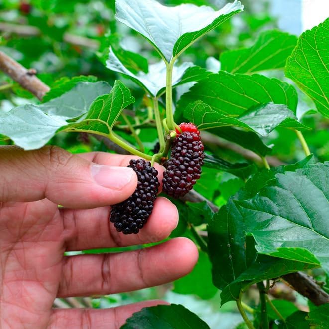 Mulberry Dwarf Everbearing Plant (4 Pack) | Real Live Fruit Plants for Sale| Easy to Grow Live