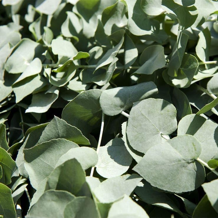 Park Seed Grow Your Own Eucalyptus Seeds Plant, Perfect for Indoor Growing and Spring Garden, Baby
