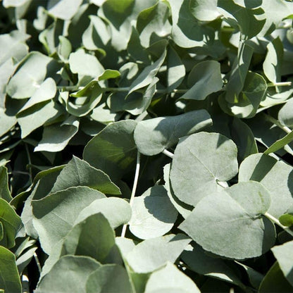 Park Seed Grow Your Own Eucalyptus Seeds Plant, Perfect for Indoor Growing and Spring Garden, Baby