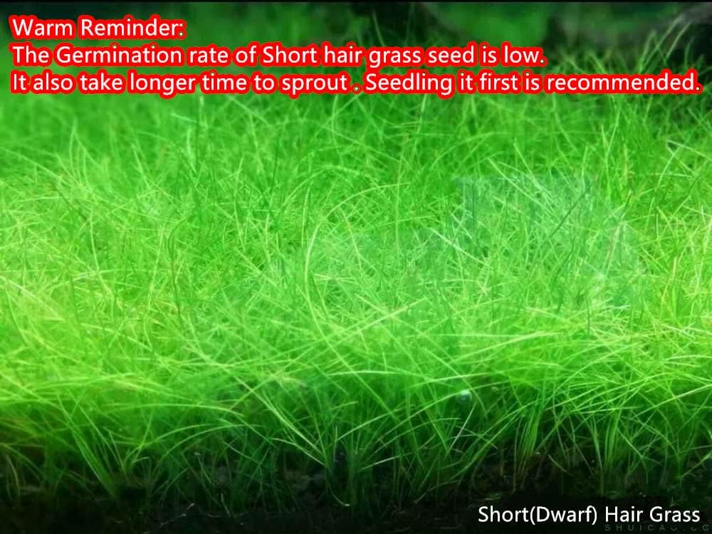4 Bags Aquarium Plant S.e.e.ds, not Artificial Plastic Plant, Fish Tank Live Grass for All