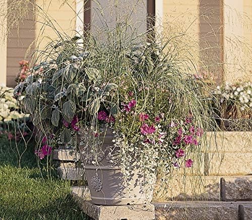 Outsidepride 500 Seeds Perennial Eragrostis Elliotii Blue Eros Ornamental Love Grass Seed for