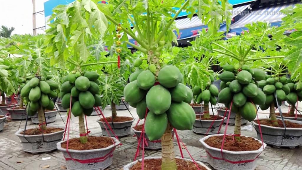 Elevate Your Papaya Garden with Gardenera's Organic Potting Mix - Tailored for Robust Papaya Plants