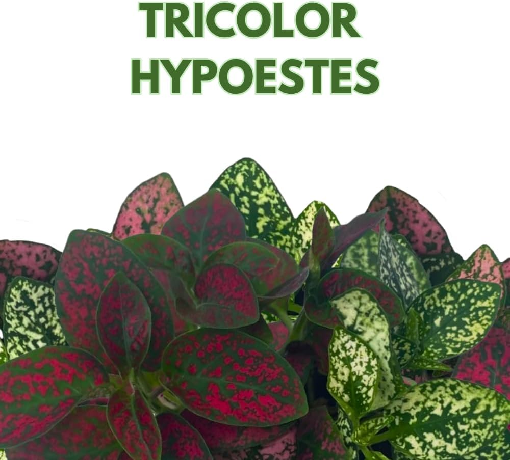 BubbleBlooms Tricolor Hypoestes phyllostachya 2 inch Set of 3 Flamingo Polka Dot Plant Red White