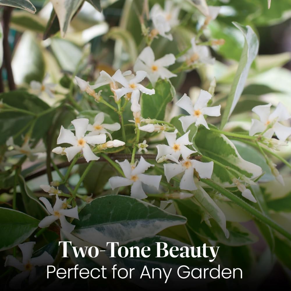 American Plant Exchange Variegated Confederate Jasmine – 6-Inch Pot – Live Fragrant Flowering Vine