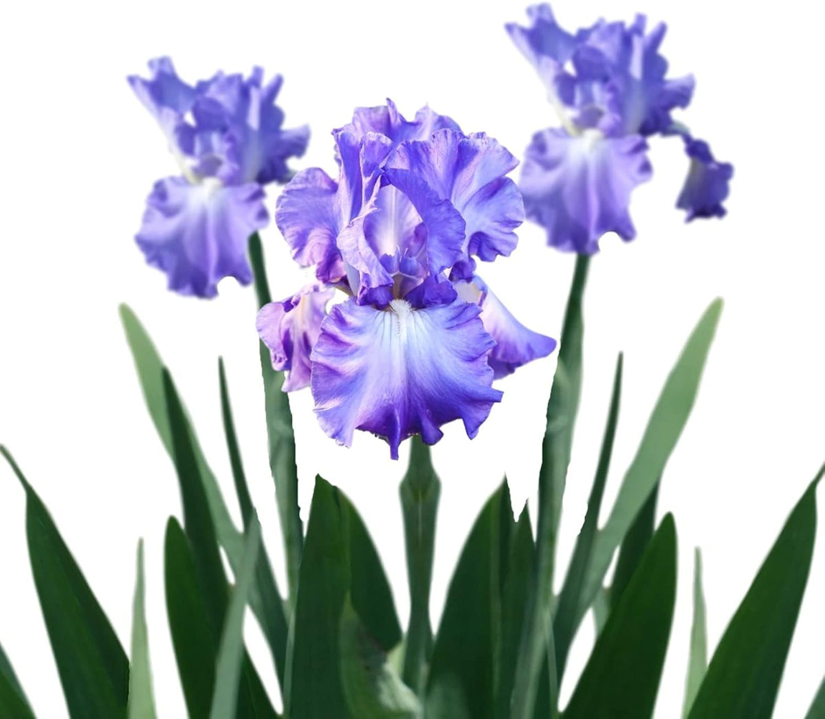 Easy to Grow Bearded Iris Victoria Falls - 3 Plant Bulbs Rhizomes, Lavender Blue & White Flowers in