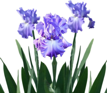 Easy to Grow Bearded Iris Victoria Falls - 3 Plant Bulbs Rhizomes, Lavender Blue & White Flowers in