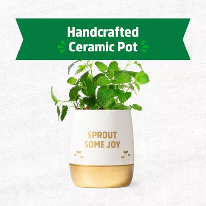 Wellness Grow Kit: Lemon Balm
