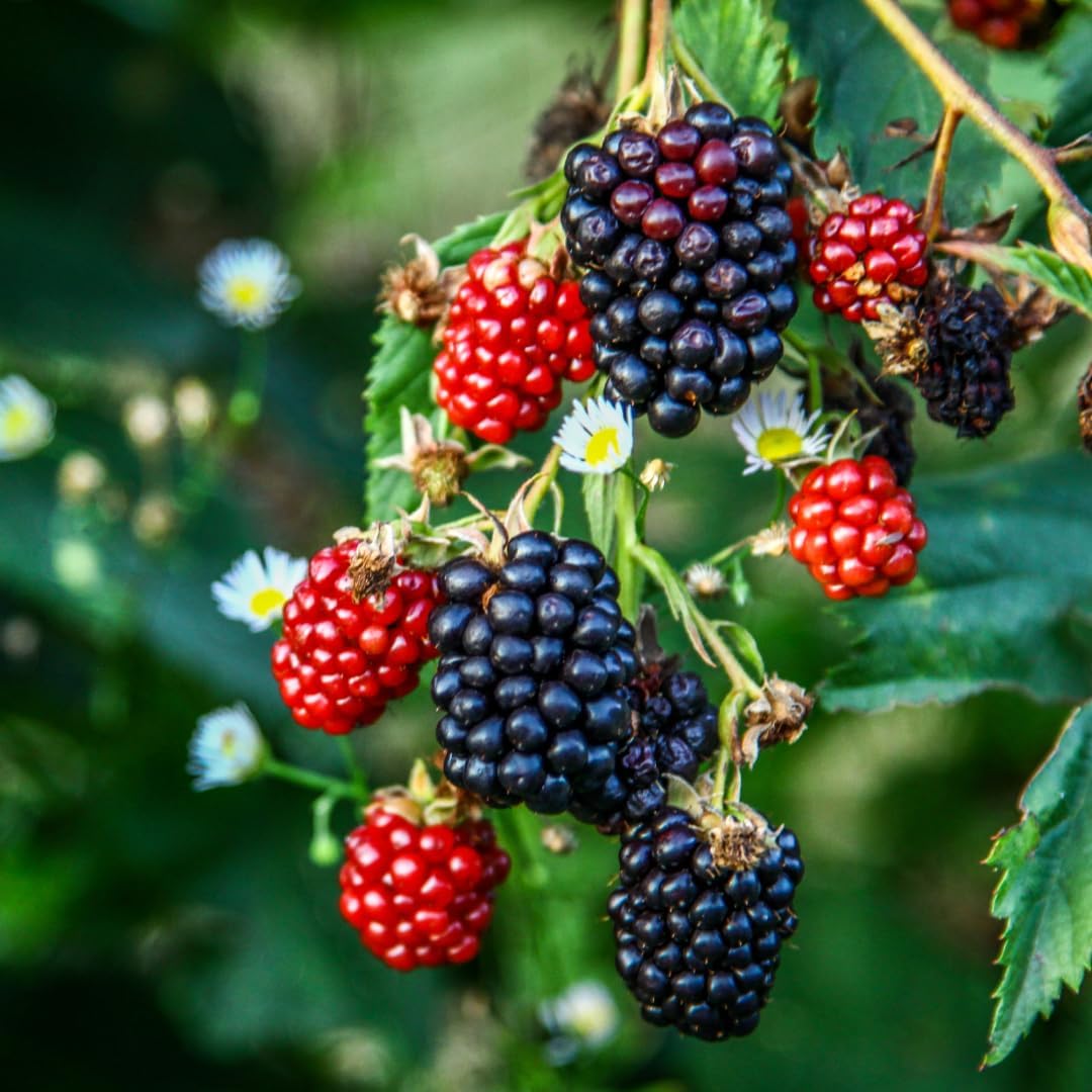 Blackberry Plant Collection (4 Pack) Live Fruit Plants for Planting | 4 Different Varieties for a
