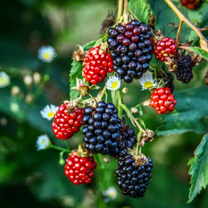 Blackberry Plant Collection (4 Pack) Live Fruit Plants for Planting | 4 Different Varieties for a