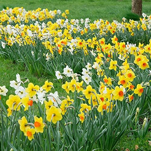 Bulk Mixed Daffodils Flower Bulbs - 250 Bulbs per Pack - Deer Resistant - Good as Cut Flowers