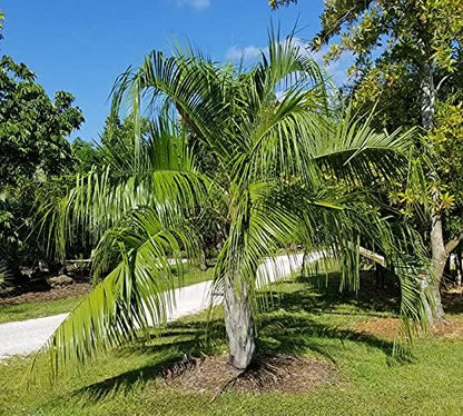 Mule Palm - Live Plant in a 3 Gallon Growers Pot - Xbutiagrus Nabonnandii - Rare Ornamental Palms