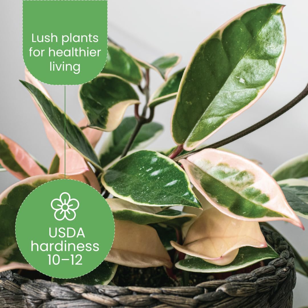 American Plant Exchange 'Krimson Queen' Hoya Carnosa Plant, Tricolor Wax Vine Succulent, Live