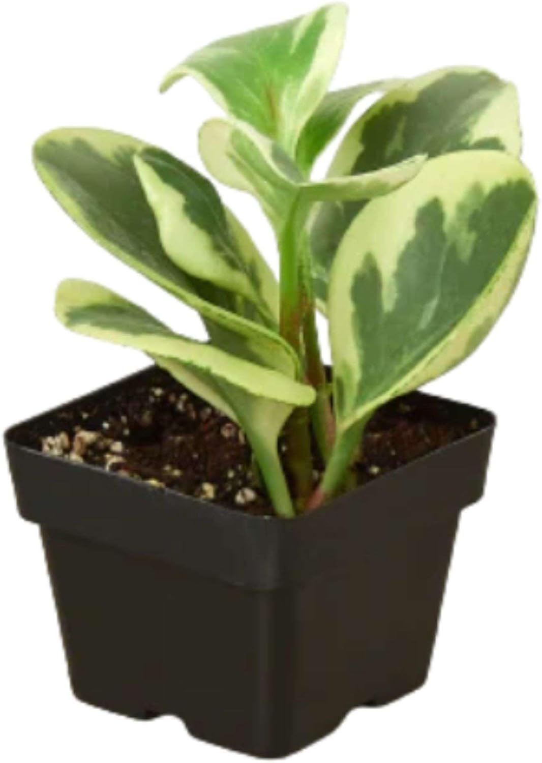 Peperomia Marble Live Plant for Indoor | Different Houseplants in 3'' Pot | Real House Plant for