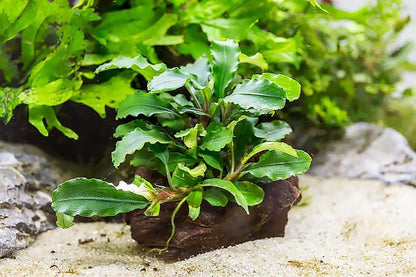 SubstrateSource Live Planted Decor - Bucephalandra Green Wavy on Driftwood - Bright Freshwater