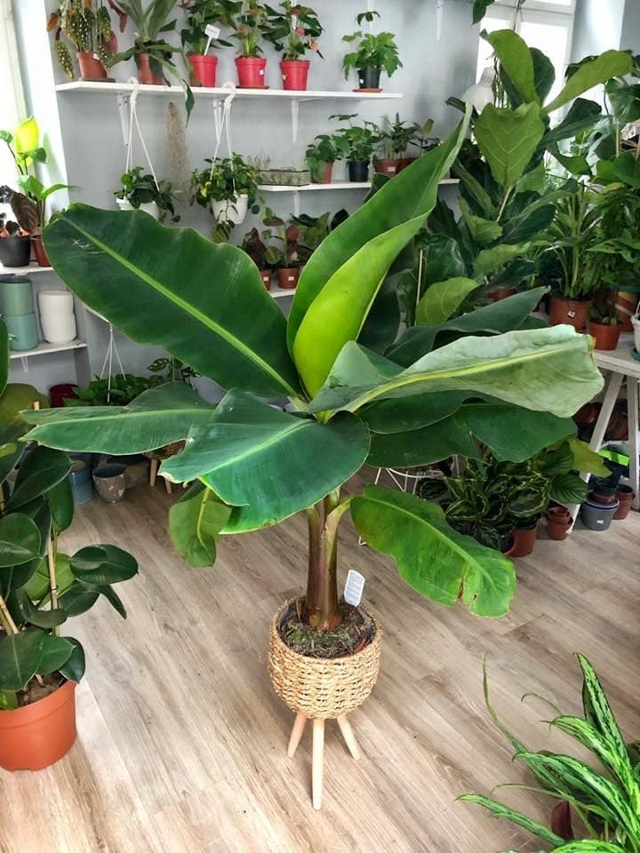 Seeds Ornamental Banana Tree - Tree for Planting - GMO Free