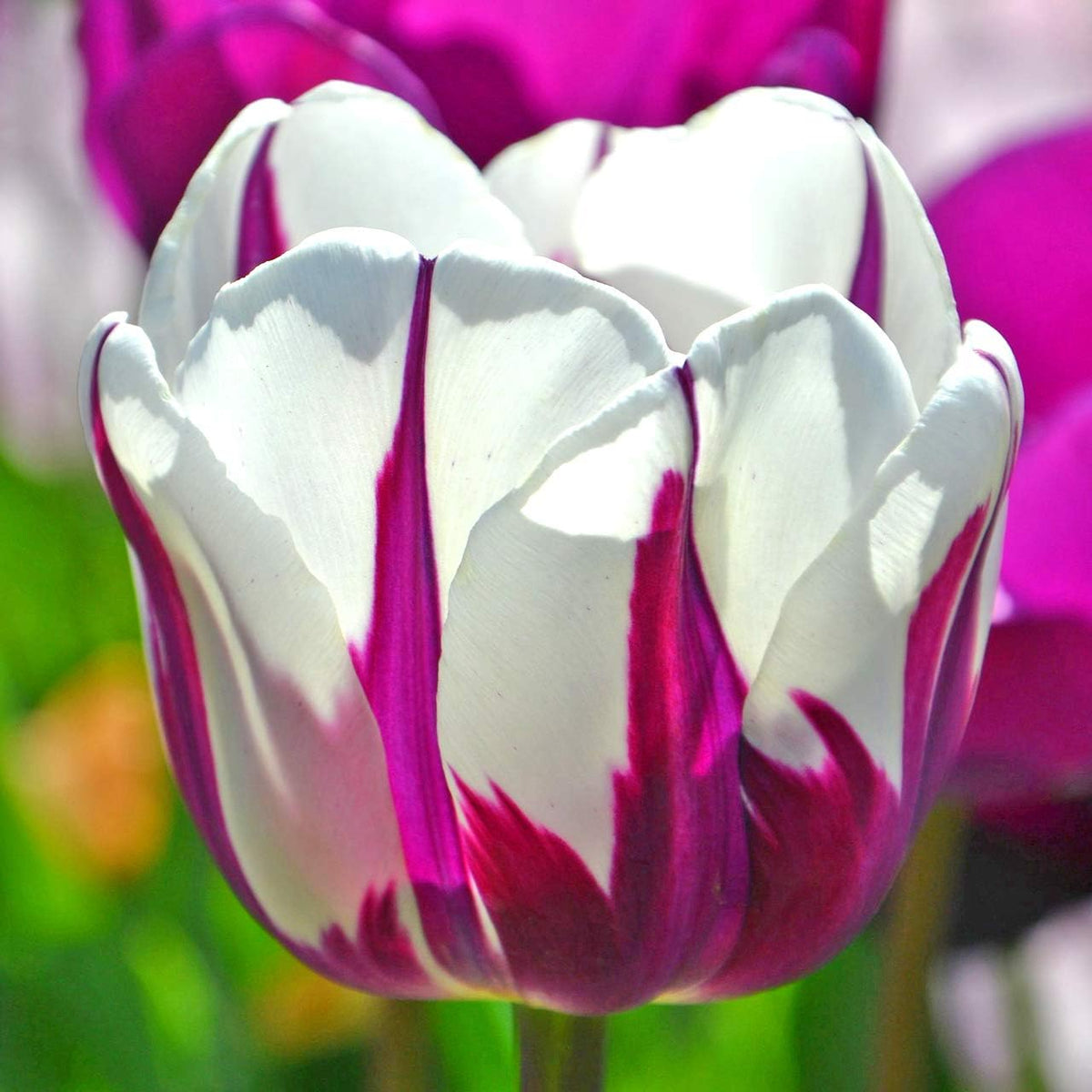 Blueberry Swirl Tulip Flowers - 20 Bulbs | Vibrant Purple & White Perennial Blooms | Dramatic