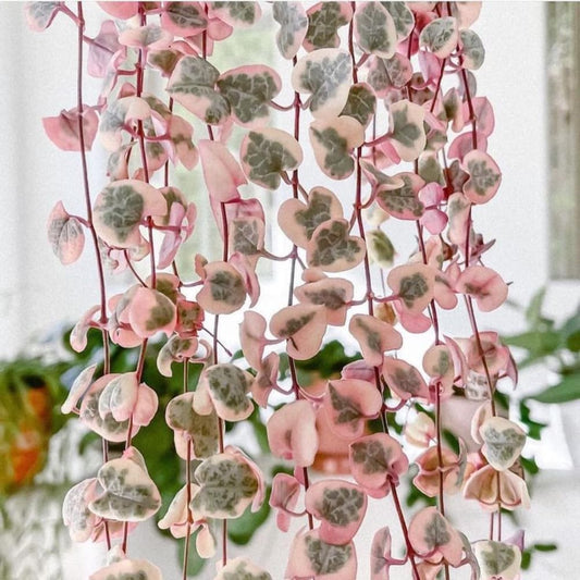 Ceropegia Woodii Variegated String of Hearts Plant Live, Succulent Trailing Vine, Indoor Houseplant