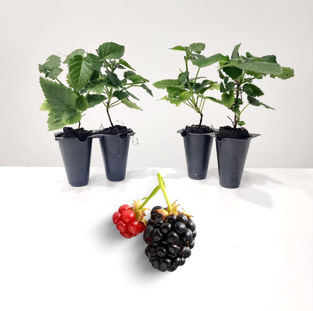 BlackBerry Plants Sweetie Pie Live for Sale (4 Pack) | Easy to Grow Plants | Edible Fruit Plant for