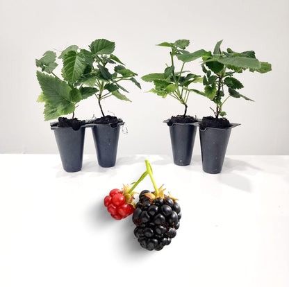 BlackBerry Plants Sweetie Pie Live for Sale (4 Pack) | Easy to Grow Plants | Edible Fruit Plant for