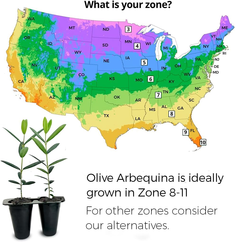 Olive Tree Arbequina (4 Pack) Real Olea Europaea | Easy to Grow Plants | Great Gift for