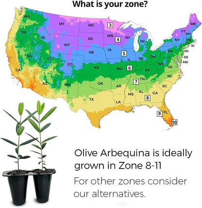 Olive Tree Arbequina (4 Pack) Real Olea Europaea | Easy to Grow Plants | Great Gift for