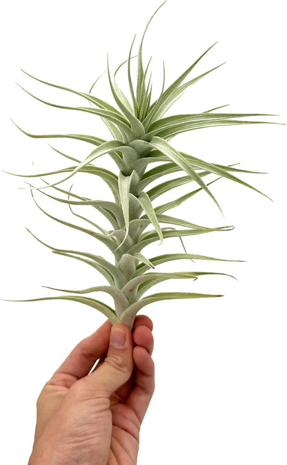 Live Air Plants - Tillandsia Albida 7-12" - 3ct – ragnaroc Live Indoor Plant - Live Arrival