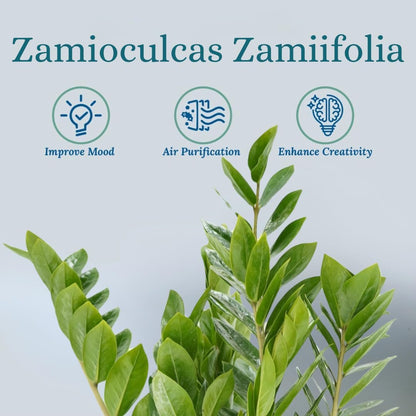 ZZ Plant Live - Air Purifier Indoor House Plant for Home Decor, Room Decor - Ideal Live Plant for