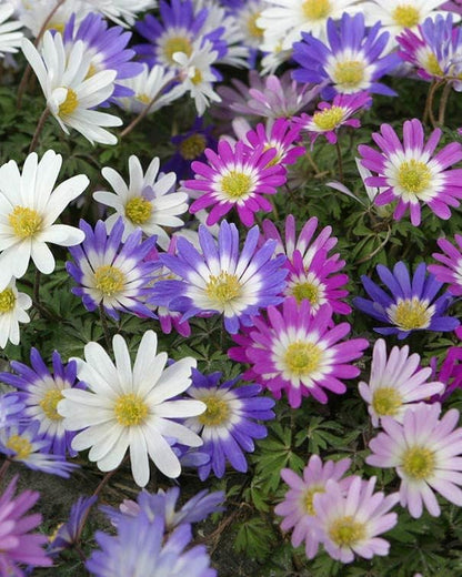 Anemone Flower Bulbs for Planting (3) - Easy to Grow Corms, Beautiful Mixed Color Windflower Blooms