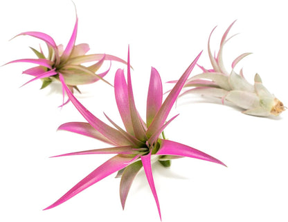 Fuchsia Colorful Tillandsia Air Plants - Long Lasting Color Enhanced Live Tillandsia Succulent