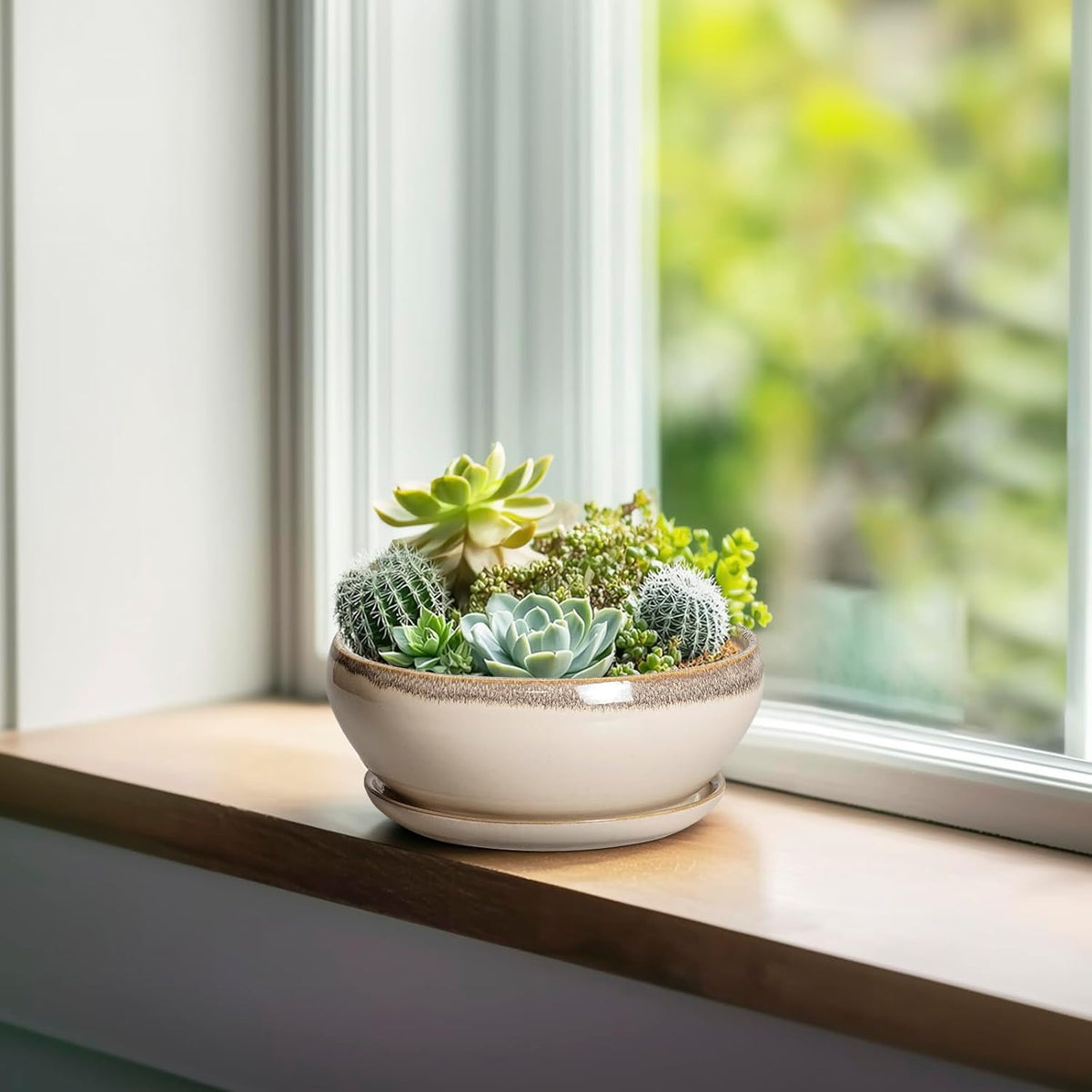 SQOWL Small Bonsai Pots - 6 Inch Ceramic Plant Pots for Succulents, Shallow Planter with Drainage