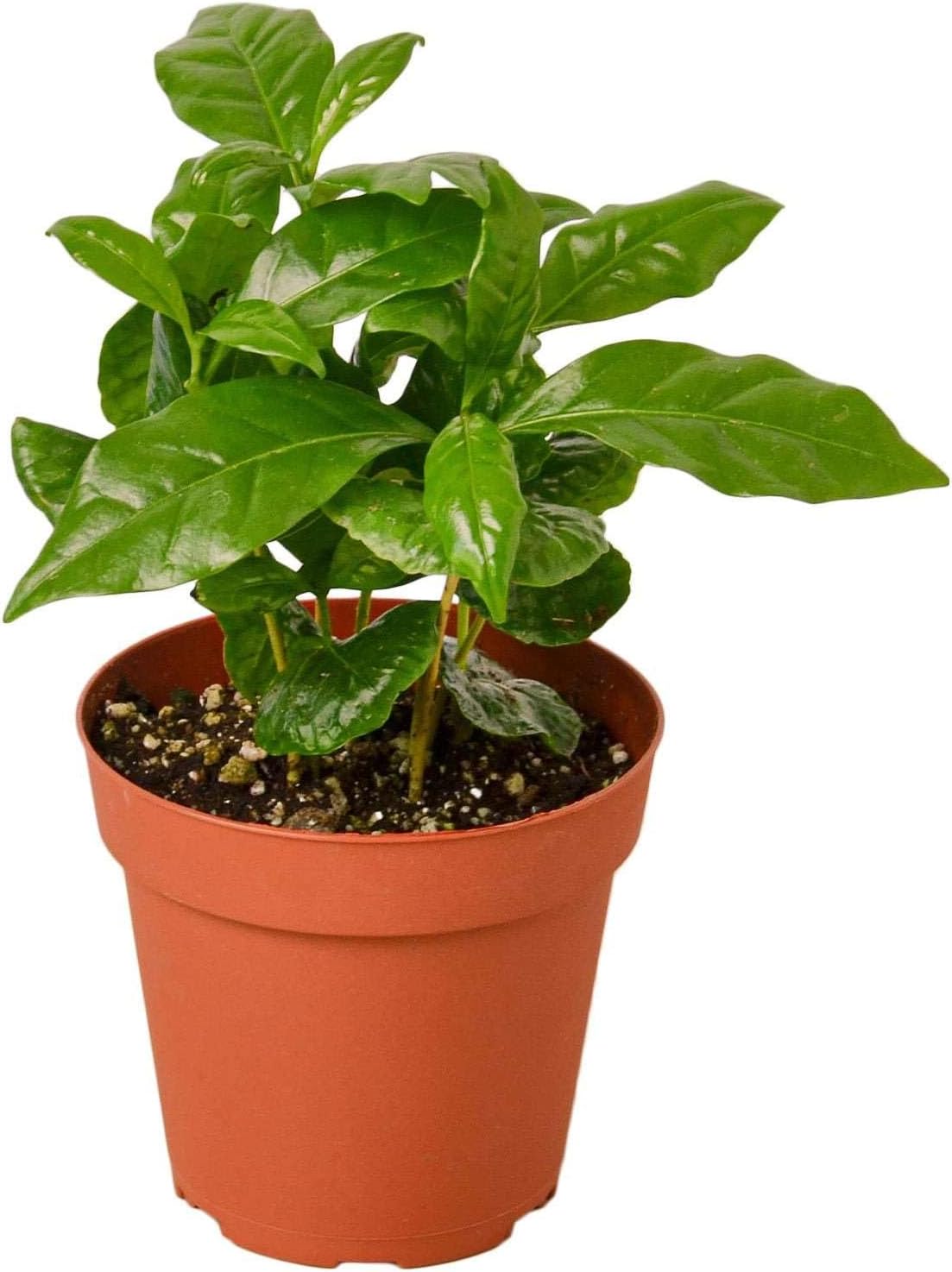Arabica Coffee Live Plant for Indoor | Different Houseplants in 3'' Pot | Real House Plant for